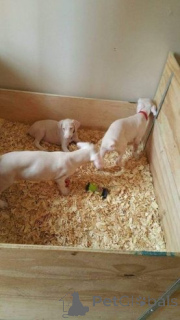 Photo №4. I will sell dobermann in the city of Überlingen.  - price - 392$