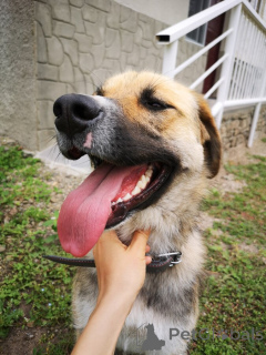 Photo №4. I will sell non-pedigree dogs in the city of Moscow river. private announcement - price - Is free