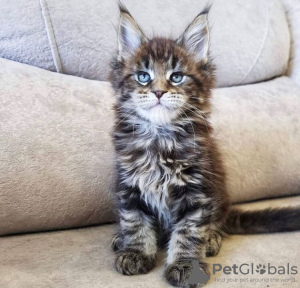 Photo №1. maine coon - for sale in the city of New York | 300$ | Announcement № 87563