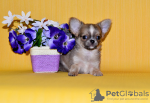 Additional photos: Chihuahua boy