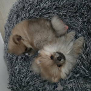 Photo №2 to announcement № 138657 for the sale of pomeranian - buy in Germany breeder
