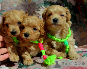 Photo №1. maltipu - for sale in the city of Kiev | 1000$ | Announcement № 168837