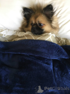 Photo №1. maltese dog, pomeranian - for sale in the city of Dubai | 165$ | Announcement № 141365