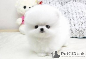 Photo №1. pomeranian - for sale in the city of Штутгарт | negotiated | Announcement № 127428