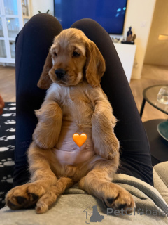 Photo №2 to announcement № 163762 for the sale of english cocker spaniel - buy in France private announcement, breeder