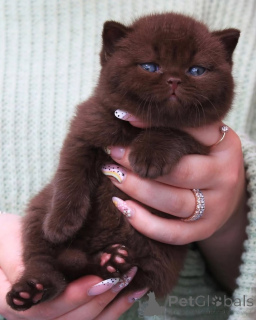 Photo №1. british shorthair - for sale in the city of Arnsberg | negotiated | Announcement № 156778