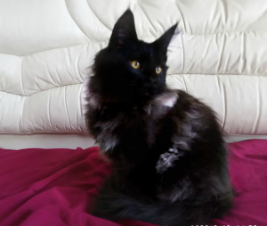 Photo №1. maine coon - for sale in the city of Nikolaev | Negotiated | Announcement № 6004