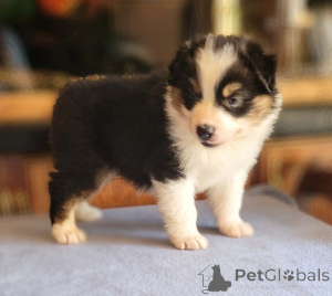 Photo №1. australian shepherd - for sale in the city of Thuringenhausen | 847$ | Announcement № 150732