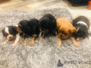 Photo №1. cavalier king charles spaniel - for sale in the city of Agios Nikolaos | Is free | Announcement № 171949