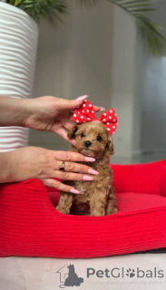 Photo №4. I will sell poodle (toy) in the city of Vienna. breeder - price - negotiated