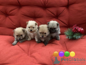 Photo №1. pomeranian - for sale in the city of Doha | negotiated | Announcement № 38555