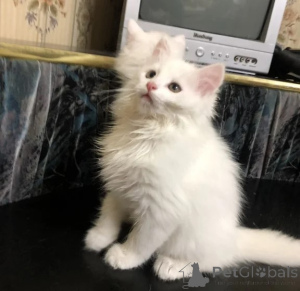 Photo №1. turkish angora - for sale in the city of Lindau | 361$ | Announcement № 177656