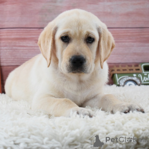 Photo №1. labrador retriever - for sale in the city of Berlin | 619$ | Announcement № 175900
