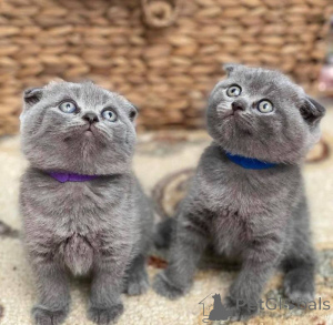 Photo №1. scottish fold - for sale in the city of Lissendorf | 361$ | Announcement № 172293