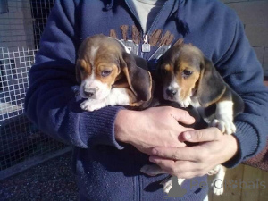 Photo №1. beagle - for sale in the city of Dercekliai | negotiated | Announcement № 159867