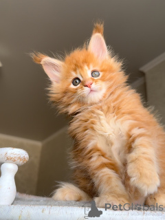 Photo №3. Meet Atlas bold, beautiful, and full of heart. A true little lion wholl rule. Netherlands