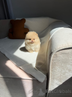 Photo №3. D'adorables chiots Spitz nains (Poméraniens) cherchent un foyer aimant !. France