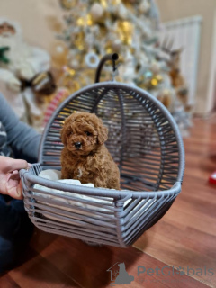 Additional photos: Red poodle