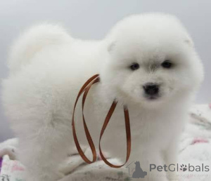 Photo №1. samoyed dog - for sale in the city of Krakow | 1882$ | Announcement № 135144