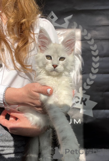 Photo №2 to announcement № 140876 for the sale of maine coon - buy in United States from nursery