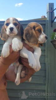 Photo №1. beagle - for sale in the city of Berlin | Is free | Announcement № 23737