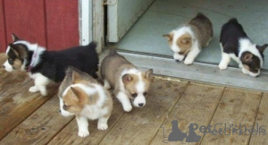 Photo №1. welsh corgi - for sale in the city of Stavanger | negotiated | Announcement № 175032