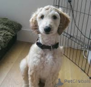 Photo №1. afghan hound - for sale in the city of Fegen | negotiated | Announcement № 169673