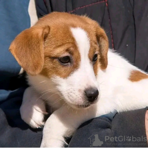 Photo №3. Beautiful miniature Jack Russell puppies Business WhatsApp 37256348129. Finland