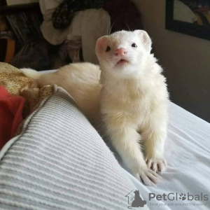 Photo №3. Two loving ferrets for sale. Israel