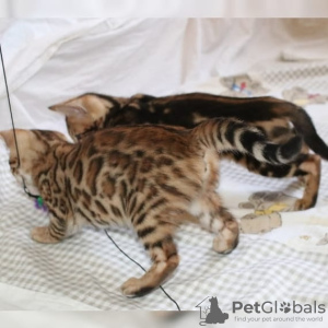 Photo №1. bengal cat - for sale in the city of Berlin | 370$ | Announcement № 64755