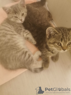 Photo №2 to announcement № 133382 for the sale of british shorthair - buy in Germany private announcement