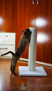 Photo №4. Cat scratching post. in Ukraine. Announcement № 54309