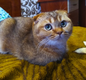 Photo №4. I will sell scottish fold in the city of Kharkov. private announcement - price - 250$