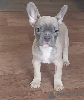 Photo №1. french bulldog - for sale in the city of Krivoy Rog | 300$ | Announcement № 17873