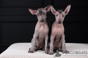 Photo №2 to announcement № 121650 for the sale of mexican hairless dog - buy in Croatia 