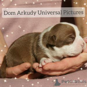 Photo №1. american bully - for sale in the city of Saratov | 1080$ | Announcement № 15215