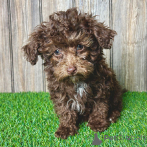 Photo №3. Poodle Female 13 weeks old Ready to go home. Switzerland