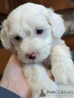 Photo №1. maltese dog - for sale in the city of Key West | 300$ | Announcement № 83631