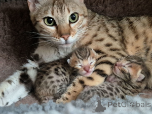 Photo №1. bengal cat - for sale in the city of Charleroi | Is free | Announcement № 171801