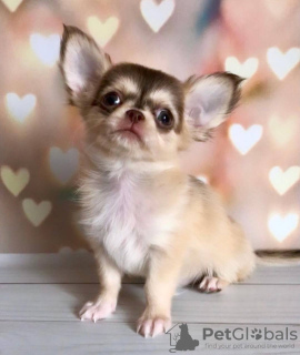 Photo №2 to announcement № 105036 for the sale of chihuahua - buy in Germany breeder