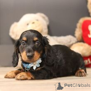 Photo №1. dachshund - for sale in the city of Berlin | 723$ | Announcement № 172761
