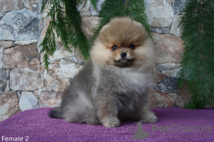 Photo №4. I will sell pomeranian in the city of Сигулда. from nursery - price - 1268$