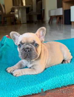 Photo №1. french bulldog - for sale in the city of Hamburg | negotiated | Announcement № 152116