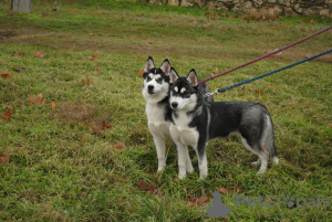 Photo №1. siberian husky - for sale in the city of Kherson | 243$ | Announcement № 9125