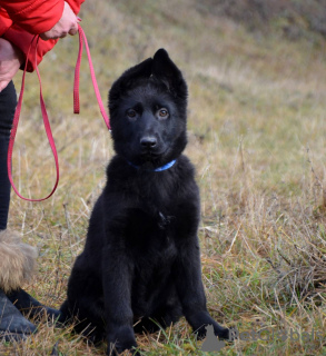 Photo №1. german shepherd - for sale in the city of Kharkov | 800$ | Announcement № 16301
