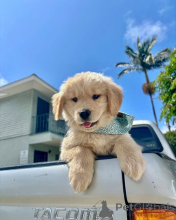 Photo №4. I will sell golden retriever in the city of YPECOLSGA. private announcement - price - negotiated