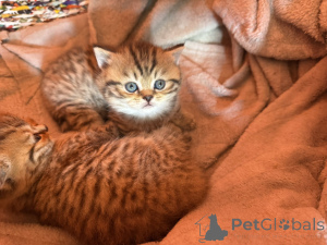 Photo №3. British Cats on Offer!. Serbia