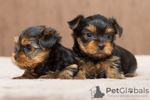 Photo №1. yorkshire terrier - for sale in the city of Cochem | Is free | Announcement № 122656