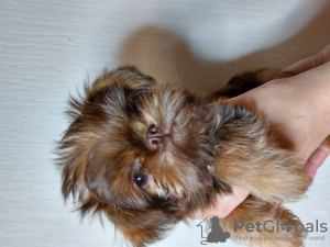 Photo №3. Griffon puppies. Russian Federation