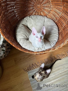 Photo №1. cornish rex - for sale in the city of Puchheim | 465$ | Announcement № 166311